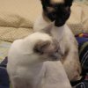 Tommy and Charlie